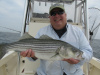 Jim Savarino's striped bass